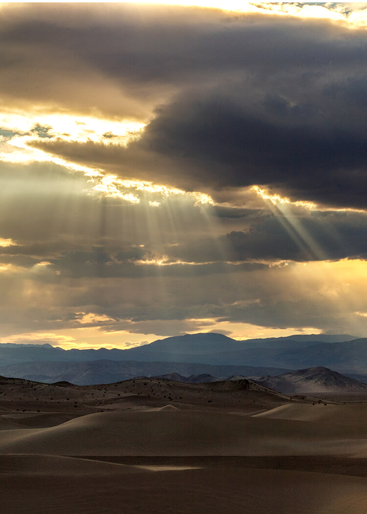 Joshua Tree Image 45