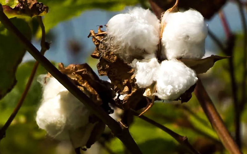 DJA Production, Cotton Closeup